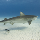 a tiger shark with fins, underwater