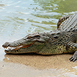 a crocodile with scaly skin