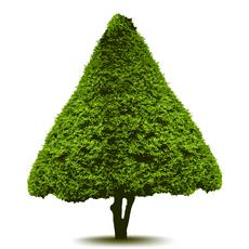 a tree trimmed to look like it has three sides