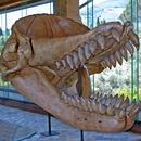 a whale skull