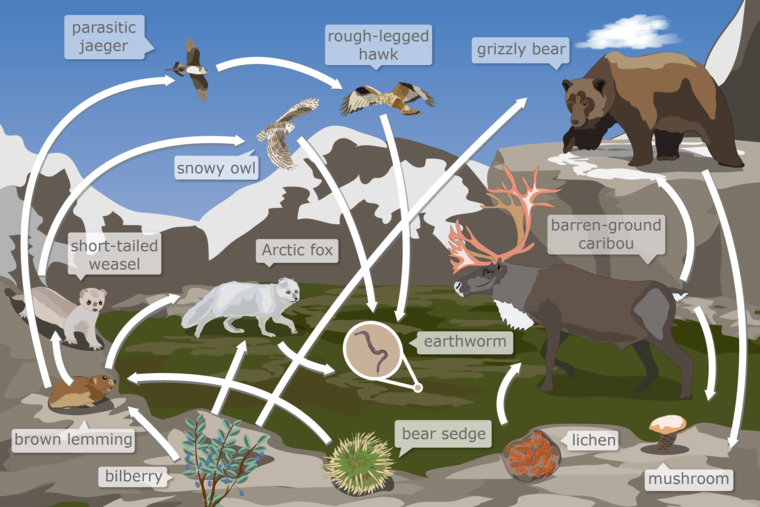 A food web of a tundra ecosystem in Nunavut, Northern Canada. Organisms include a parasitic jaeger bird, a rough-legged hawk, a grizzly bear, a snowy owl, a short-tailed weasel, an Arctic fox, a barren-ground caribou, an earthworm, a brown lemming, a bilberry bush, a bear sedge shrub, lichen, and a mushroom. Arrows point between organisms to show how matter moves through the food web.