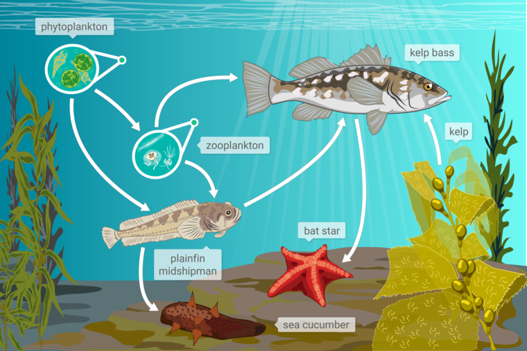 A food web of an ocean ecosystem in Monterey Bay. Organisms include phytoplankton, zooplankton, kelp bass, kelp, a bat star, a plainfin midshipman, and a sea cucumber. Arrows point between organisms to show how matter moves through the food web.