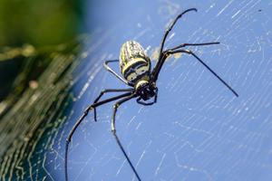 a spider on a web