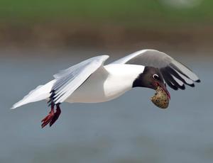 a photograph of a black-headed gull