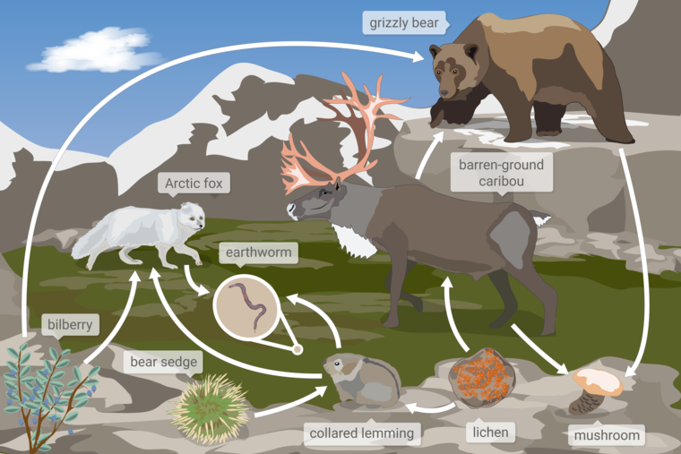 A food web of a tundra ecosystem in Nunavut, Northern Canada. Organisms include a grizzly bear, an Arctic fox, a barren-ground caribou, an earthworm, a collared lemming, a bilberry bush, a bear sedge shrub, lichen, and a mushroom. Arrows point between organisms to show how matter moves through the food web.
