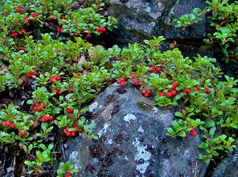 a short plant with small green leaves growing over rocks
