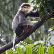 a monkey with gray fur and an orange and yellow face