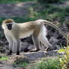 a monkey with gray fur and a black face