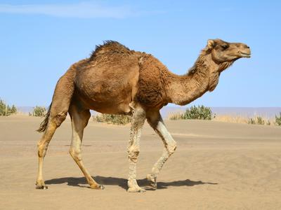 a dromedary camel with a hump on its back, brown fur, four long legs, a long neck, and a long tail