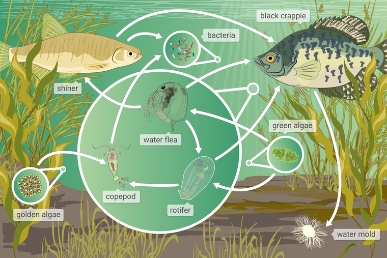 A food web of a freshwater lake ecosystem in Wisconsin. Organisms include a shiner, a black crappie, a water flea, a copepod, green algae, water mold, a rotifer, golden algae, and bacteria. Arrows point between organisms to show how matter moves through the food web.