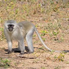 a monkey with gray fur and a black face