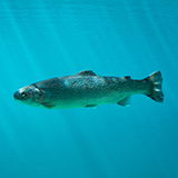 a salmon with fins, underwater