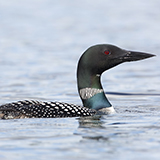 a loon with feathers, wings, and a beak