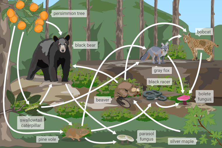 A food web of a forest ecosystem in Shenandoah National Park in Virginia. Organisms include a persimmon tree, a black bear, a swallowtail catterpillar, a beaver, a black racer snake, a gray fox, and a bobcat, a bolete fungus, a pine vole, a parasol fungus, and a silver maple tree. Arrows point between organisms to show how matter moves through the food web.