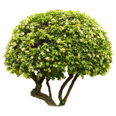 a trimmed tree with no straight sides or corners