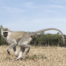 a monkey with gray fur and a black face