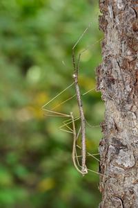 An insect is standing on a tree trunk. The insect is light brown. Its body and legs are long and thin.