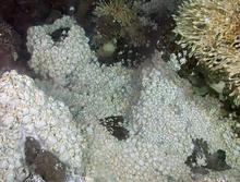 ecosystem