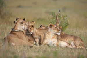 a photograph of African lionesses and their cubs