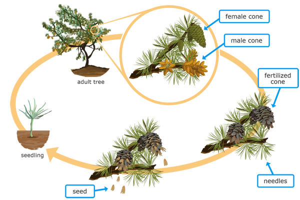 A circular diagram shows the life stages of a pine tree. The first stage is labeled "seedling" and shows a small plant with a few green needles coming out of the top. The next stage is labeled "adult tree" and shows a large tree with needles and pine cones on its branches. Next, a close-up of a single tree branch shows two types of cones. A big, green cone with large scales is labeled "female cone" and a small, yellow cone without scales is labeled "male cone". Another close-up of the branch shows that the male cones are gone, and the female cones are now labeled "fertilized cones". The fertilized cones are brown and their scales are open. Finally, small, tan objects labeled "seeds" are shown falling from the open scales of the fertilized cones.  An arrow points back to the seedling to show a complete cycle.