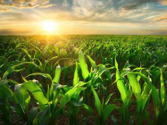 corn plants growing in a field