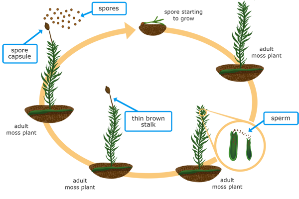 A circular diagram shows the life stages of a moss plant. The first stage is labeled "spore starting to grow" and shows a small, circular structure with small leaves extending from it. The next stage is labeled "adult moss plant" and shows a slender stalk with many leaves extending from it. Next, a close-up of the top of the stalk shows two sac-like structures. Dots labeled "sperm" are coming out of the larger structure and going into the smaller structure. The next image shows the same adult moss plant, but with a longer brown stem labeled "thin brown stalk" extending out of the top. The final image shows the same adult moss plant with the top of the brown stem labeled "spore capsule" and small, circular structures labeled "spores" coming out of it. An arrow points back to the spore starting to grow to show a complete cycle.