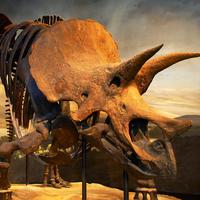 the preserved skeleton of a horned dinosaur