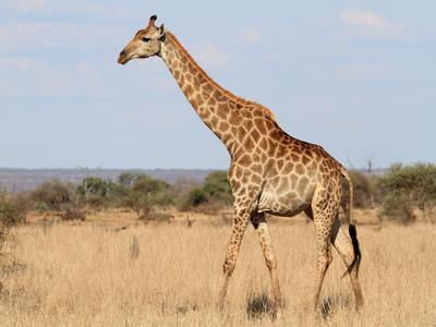 a giraffe with brown and tan fur, long legs, a long neck, and a tail