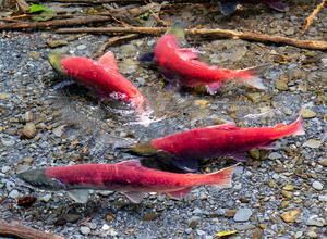 fish swimming in a stream