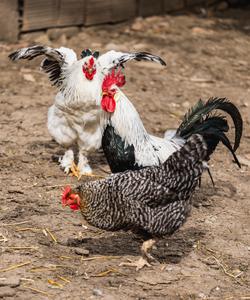 A picture of three living chickens on dusty soil. Each chicken has a small head with a small beak, small eyes, and a crest at the top with folds of skin hanging below the beak. Their forelimbs are feathery wings. The front two chickens have their wings folded against their bodies, whereas the chicken behind the others is flapping its feathery wings to its sides. All of the chickens are walking on two legs, with toes on each of their feet. They have short tails with long plumes of feathers sticking out from them.