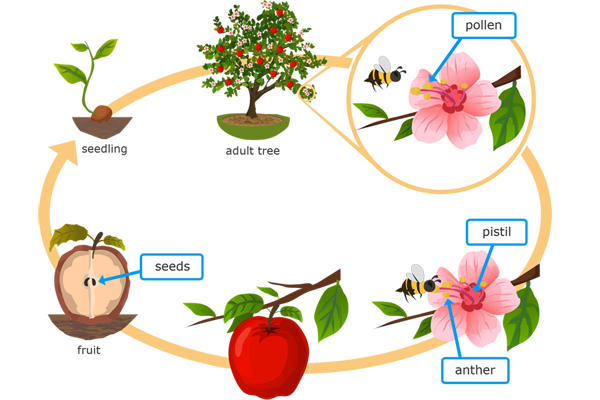 A circular diagram shows the life stages of an apple tree. The first stage is labeled "seedling" and shows a small green plant with three leaves sprouting from a seed. The next stage is labeled "adult tree" and shows a large tree with leaves, flowers, and apples on its branches. Next, a close-up of a single tree branch shows a flower with five petals. The center of the flower has short, thin stalks with a yellow substance labeled "pollen" on their tips. A bee is flying toward the pollen. Another close-up of the flower shows a stalk labeled "anther" and the center of the flower labeled "pistil". Now, the bee is touching the pollen. Then, a close-up of the same branch shows an apple where the flower used to be. Finally, the inside of the apple is shown with black "seeds" labeled in its center. An arrow points back to the seedling to show a complete cycle.