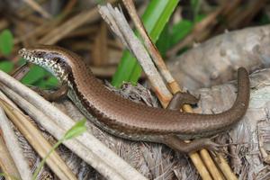 a photograph of a long-tailed sun skink