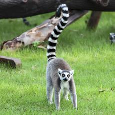 a lemur with a black and white striped tail