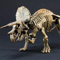 a plastic model of the skeleton of a horned dinosaur