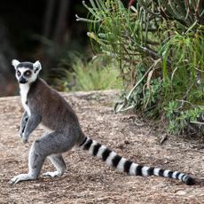 a lemur with a black and white striped tail