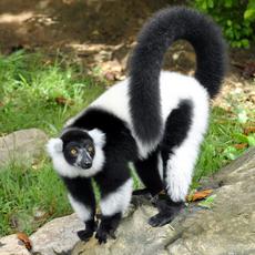 a lemur with a solid black tail