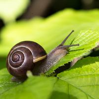 snail
