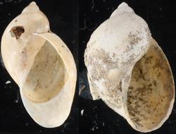 snail shells