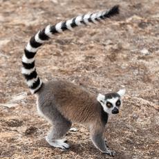 a lemur with a black and white striped tail
