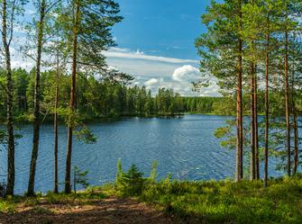 an area of water with grass and pine trees around it