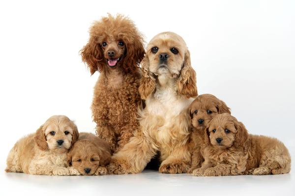 A family of furry brown dogs, with two parents and four puppies.