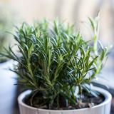 a rosemary plant with thin green leaves