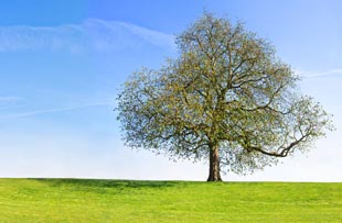 A tall tree is standing in a field.