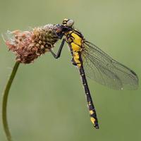a dragonfly with a yellow and black body