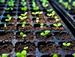 germinating plants in a potting tray