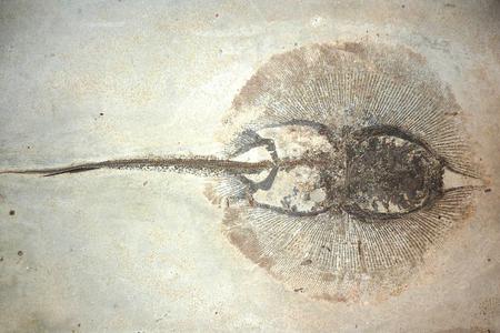 A picture of an Asterotrygon fossil.