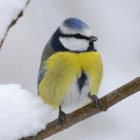 a small bird with blue, white, and yellow feathers on a snowy branch