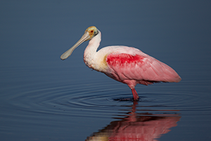 A pink and white roseate spoonbill standing in water.