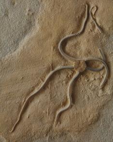 A picture of a Paleocoma fossil.