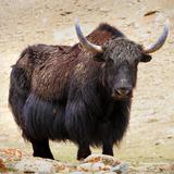 a yak, a large, furry, four-legged animal with horns